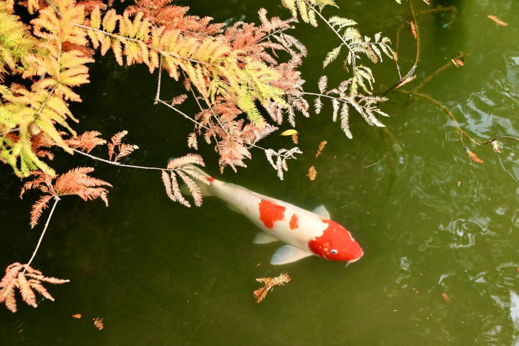 Algenbekämpfung im Teich