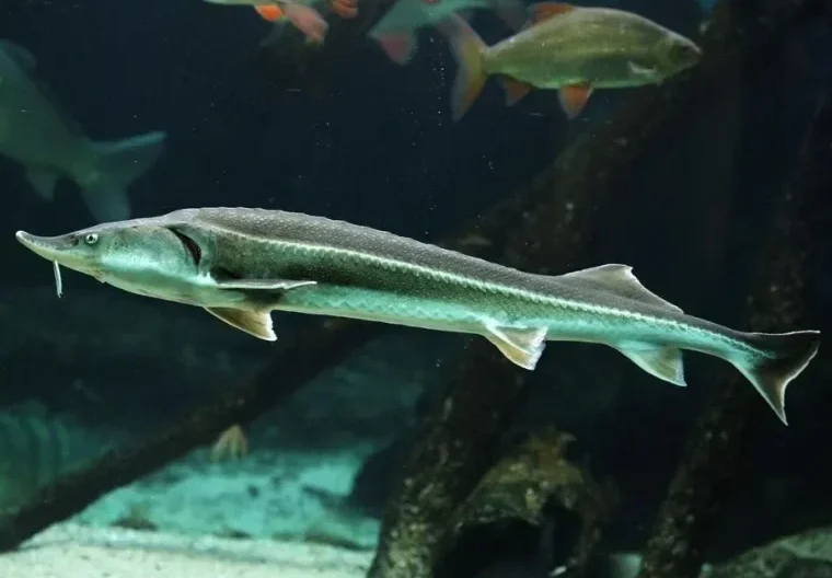 60f6ceaf3209fd3efa000025_interesting_sterlet_facts_include_it_is_one_of_the_smallest_sturgeon_species_36517f083e-1-e1675965834955